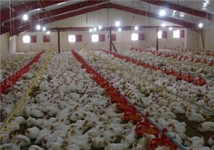 فعالیت 375 واحد مرغداری گوشتی در استان اردبیل