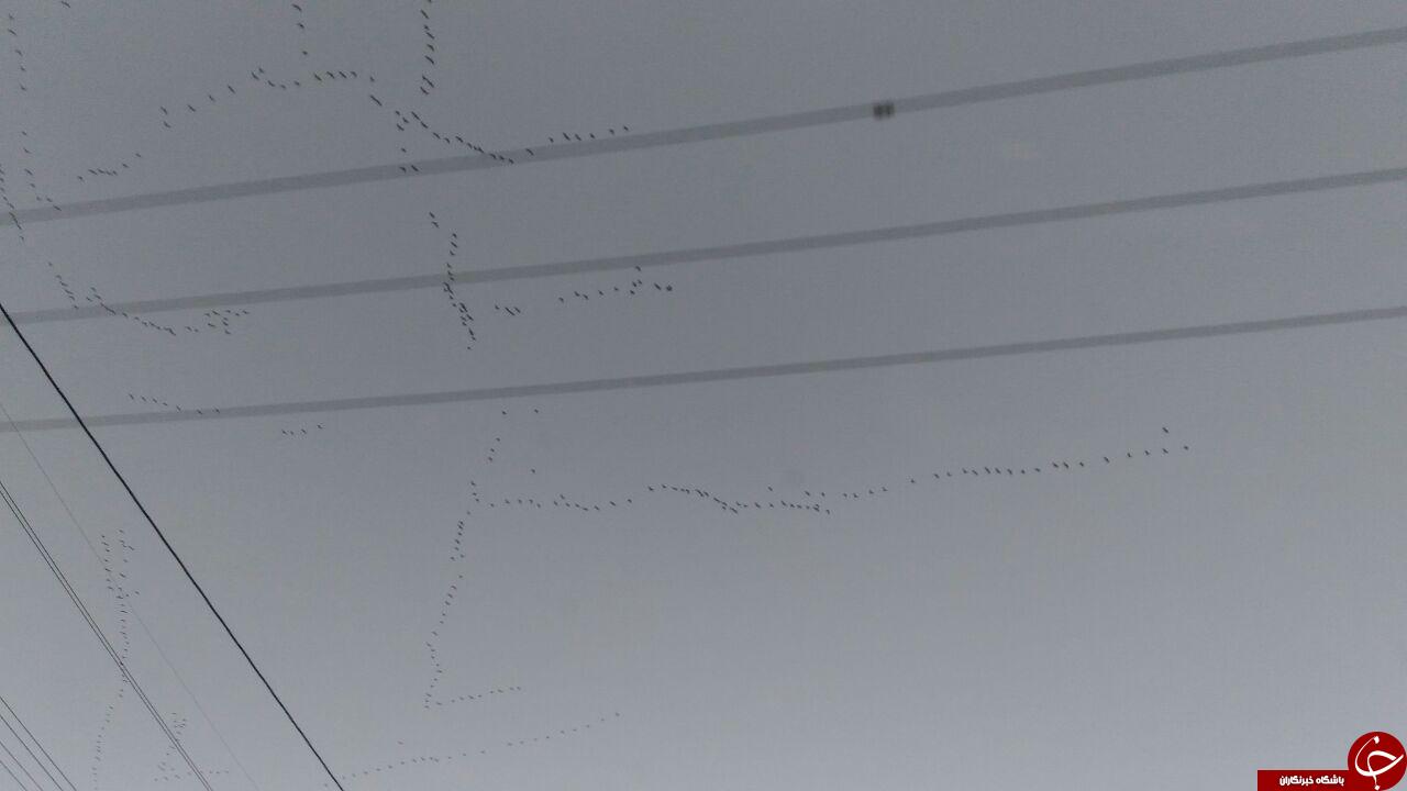 پرواز پرندگان مهاجر بر فراز آسمان اهواز + تصاویر