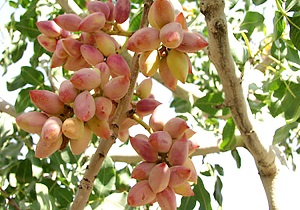 توزیع 25 هزار اصله نهال پسته در استان اردبیل