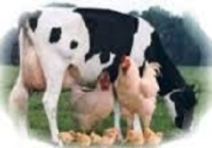 طرح استفاده از خوارک کمتر رایج در تغذیه دام و طیور اجرا می شود
