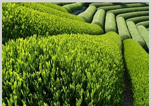 مطالبات چایکاران تا پایان ماه پرداخت می&zwnj;شود