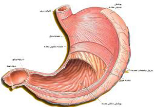 علائم معده ناسالم‌