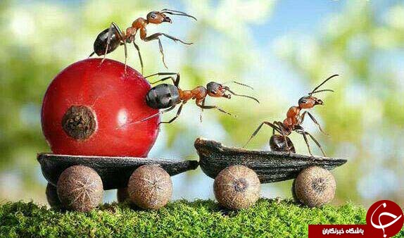 مورچه های واقعی درفضای فانتزی +تصاویر