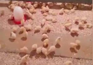 جوجه‌های حرف گوش کن + فیلم