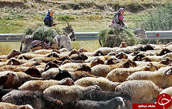 عکس هایی که بوی زندگی می&zwnj;دهند(قسمت بیستم)