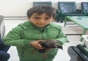 نجات پرنده دراج توسط کودک همیار محیط زیست