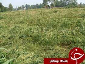 پرداخت 2 میلیارد ریال خسارت بیمه به کشاورزان در گیلان