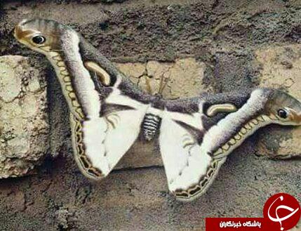 پروانه ای شبیه مار + عکس