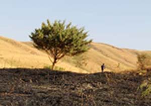 ممیزی اراضی مرتعی شهرستانهای حاجی آباد و رودان