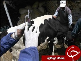 آغاز واکسیناسیون دام‌های بهبهان علیه بیماری لمپی اسکین