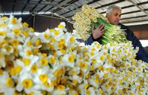 فضای تحقیقاتی گل و گیاهان زینتی کشور نیازمند توسعه