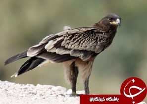رها سازی یک بهله عقاب خالدار در امیدیه