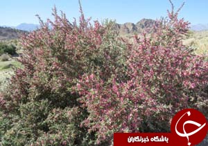 بهار در زمستان سرد به ریگان آمد