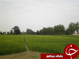 تخریب حوضچه های غیر بهداشتی کشاورزی در دزفول