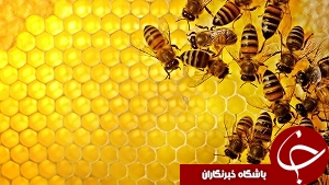 استقرار 60 هزار فروند کندوی عسل در اندیمشک