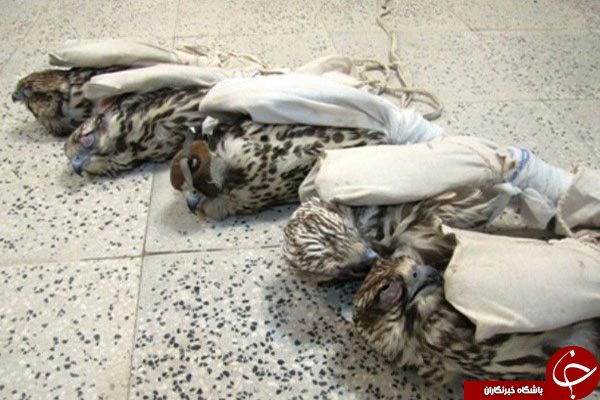 دستگيری شكارچيان پرندگان شكاری كمياب در خدابنده
