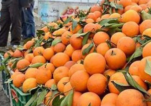 صادرات به روسیه، نارنگی را هم گران کرد