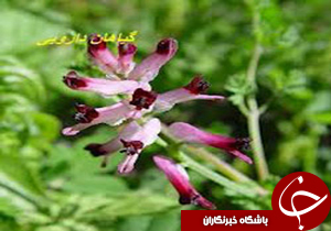 برداشت بیش از 22تن گیاه دارویی از مناطق مستعد ریگان