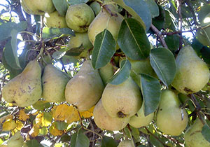 احداث باغ گلابی در مزرعه نمونه آستان قدس رضوی