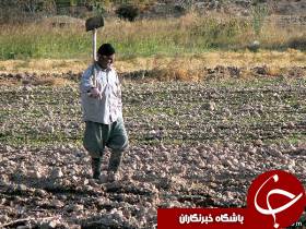 517 میلیارد تومان حق معوض کشت کشاورزان خوزستانی