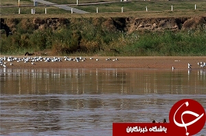 ساماندهی و لایروبی رودخانه ی شاوور
