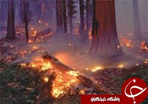 آتش سوزی در جنگل های شهرستان  سیاهکل