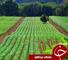 باران و تاثیر آن برمزارع رامشیر
