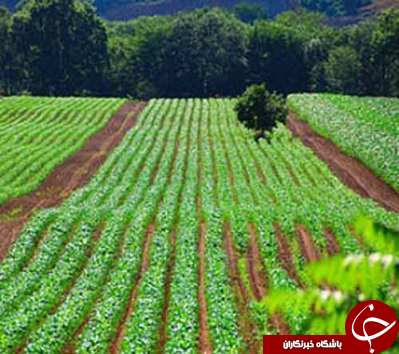 باران و تاثیر آن برمزارع رامشیر