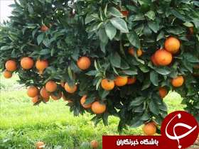 تخریب در کمین ساخت و سازهای غیرمجاز دزفول