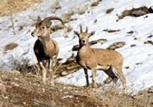 پایان سرشماری زمستانه وحوش در استان