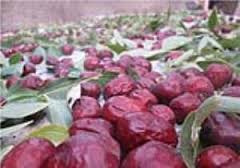 هدیه باغداران خوسفی به  نیازمندان خراسان جنوبی