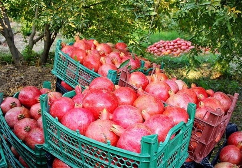میوه چربی سوز را بشناسید