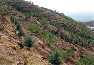 توسعه نهال کاری در شهرستان دهلران
