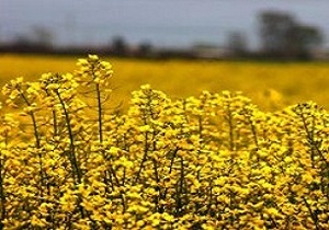 اختصاص 5 هزار هکتار از اراضی کشاورزی اردبیل به کشت کلزا