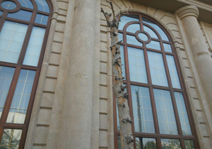 درختانی که از نمای ساختمان کم آوردند + تصاویر