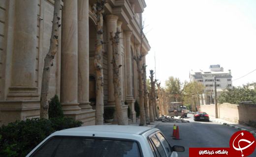 درختانی که از نمای ساختمان کم آوردند + تصاویر