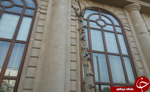 درختانی که از نمای ساختمان کم آوردند + تصاویر