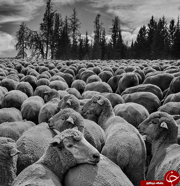 ثبت لحظه های ناب در اینستاگرام نشنال جئوگرافیک(قسمت دوازدهم)