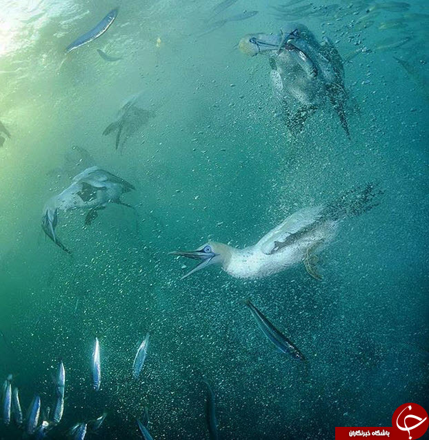 ثبت لحظه های ناب در اینستاگرام نشنال جئوگرافیک(قسمت دوازدهم)