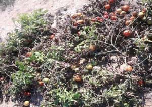 خسارت ۸۴ میلیون تومانی بارندگی به محصولات گوجه فرنگی پارسیان