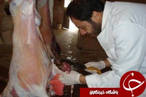 نظارت بر کشتار دام در رامهرمز
