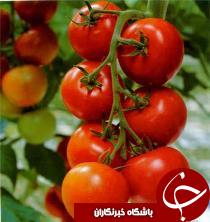 کاهش قیمت گوجه در خوزستان