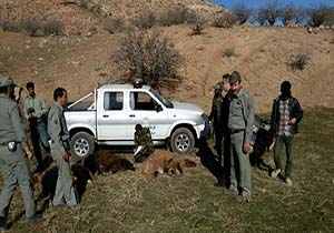 دامداران متخلف در منطقه حفاظت شده جنگل خواجه سرخس شناسایی شدند