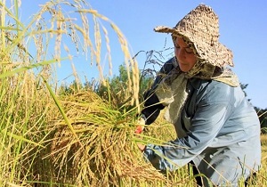 ارتقاء رتبه کشوری اردبیل در تولید گندم