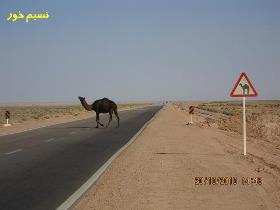 برخورد 2 سواری پراید با شتر