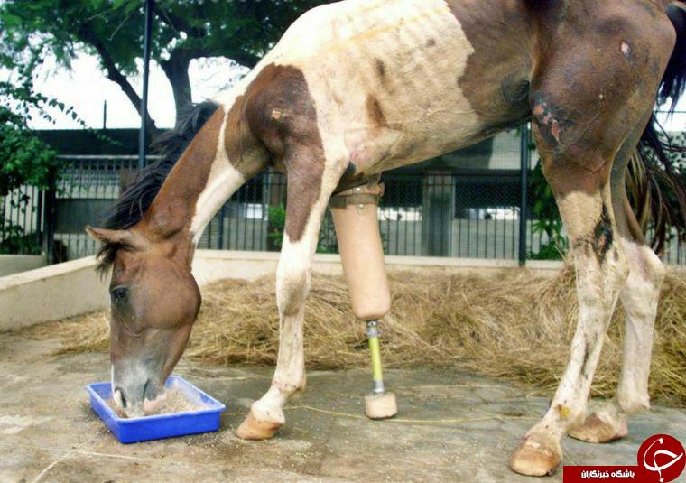 حیواناتی با اعضای بدن مصنوعی