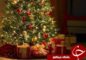 فروش درختچه کرسيمس در شهر مرزي آستارا