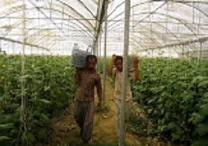 راندمان تولید کشاورزی را می‌توان با علم روز افزایش داد