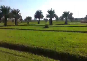 بهشتی سبز رنگ در اهواز + فیلم