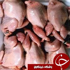 افزایش دو برابری صادرات گوشت بلدرچین در استان اصفهان